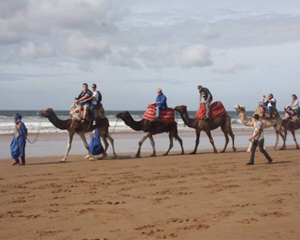 Camel ride Tour in Taghazout